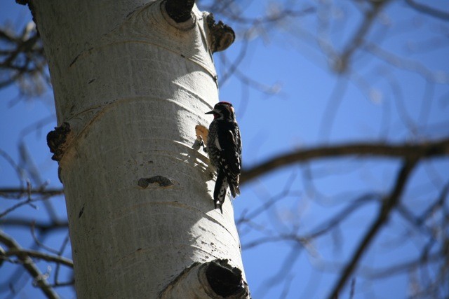 Red-naped Sapsucker - ML344649061