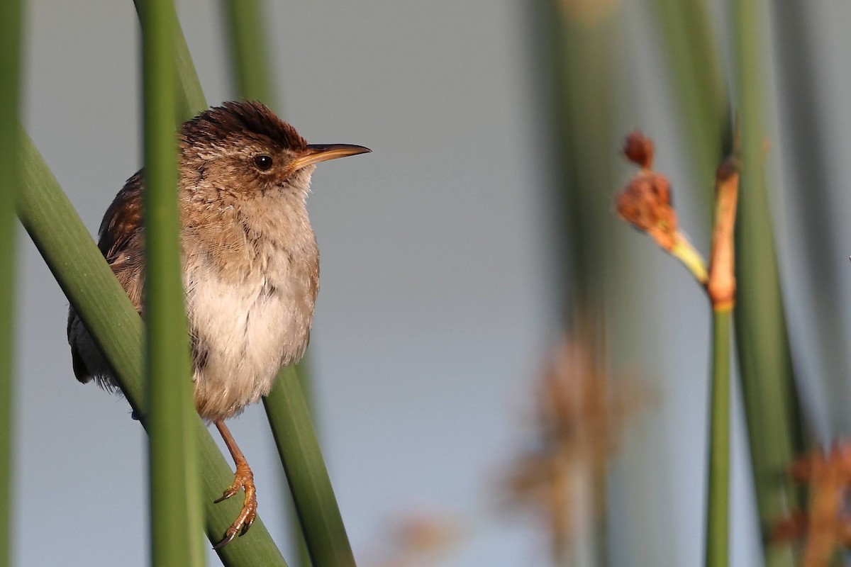 Marsh Wren - ML344649151