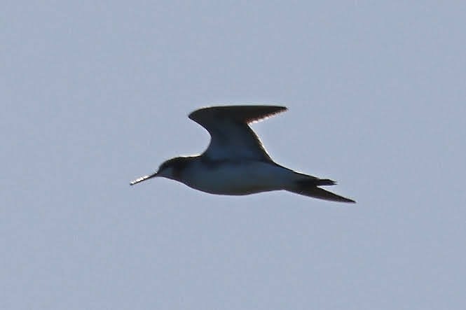 Wilson's Phalarope - ML344650121