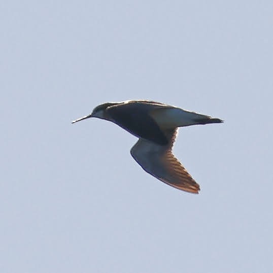 Phalarope de Wilson - ML344650131