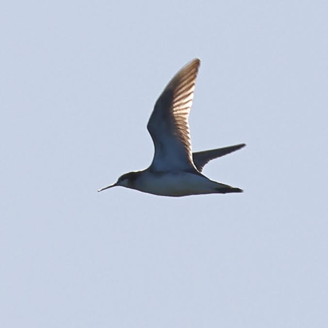 Wilson's Phalarope - ML344650151