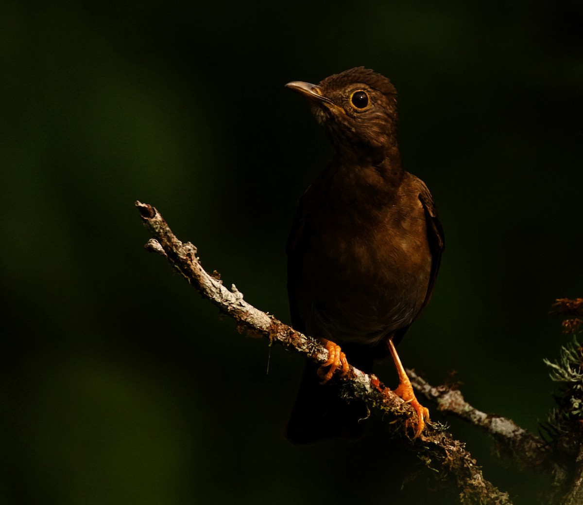 Yellow-legged Thrush - David Ascanio