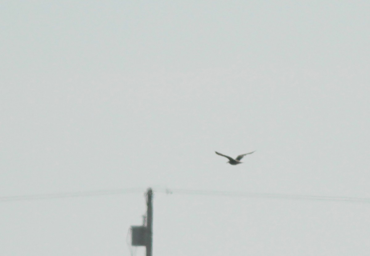 Heermann's Gull - Peter Trimble