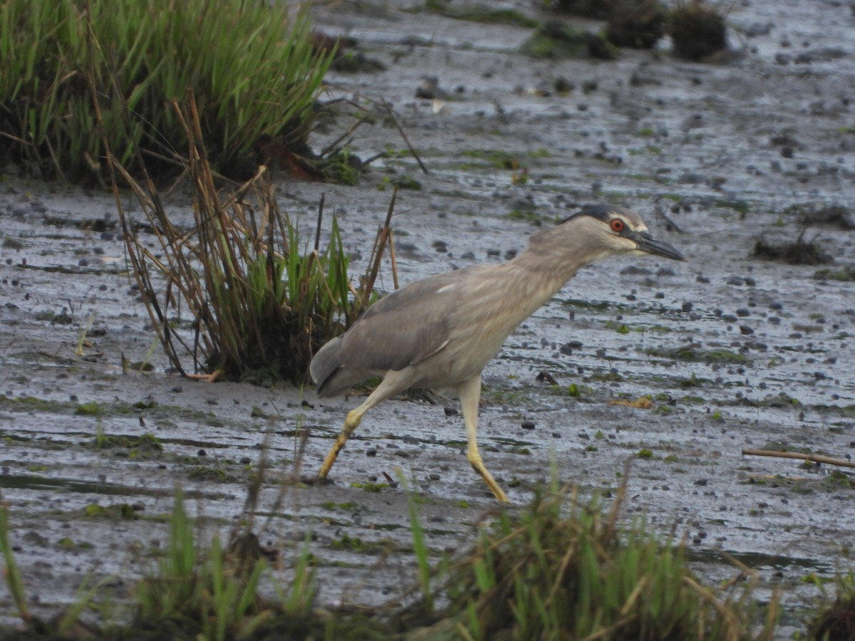 Black-crowned Night Heron - ML344651551