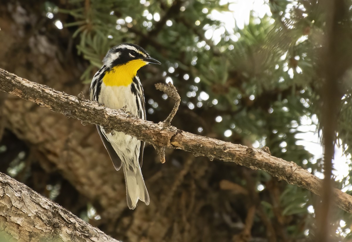 Yellow-throated Warbler - Annie McLeod