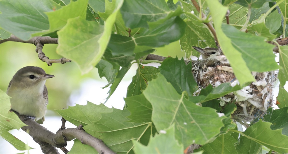 Warbling Vireo - Wendy Alexander