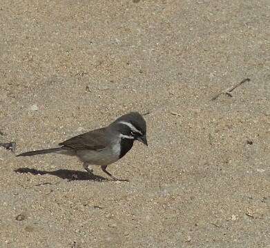 Black-throated Sparrow - ML344654211