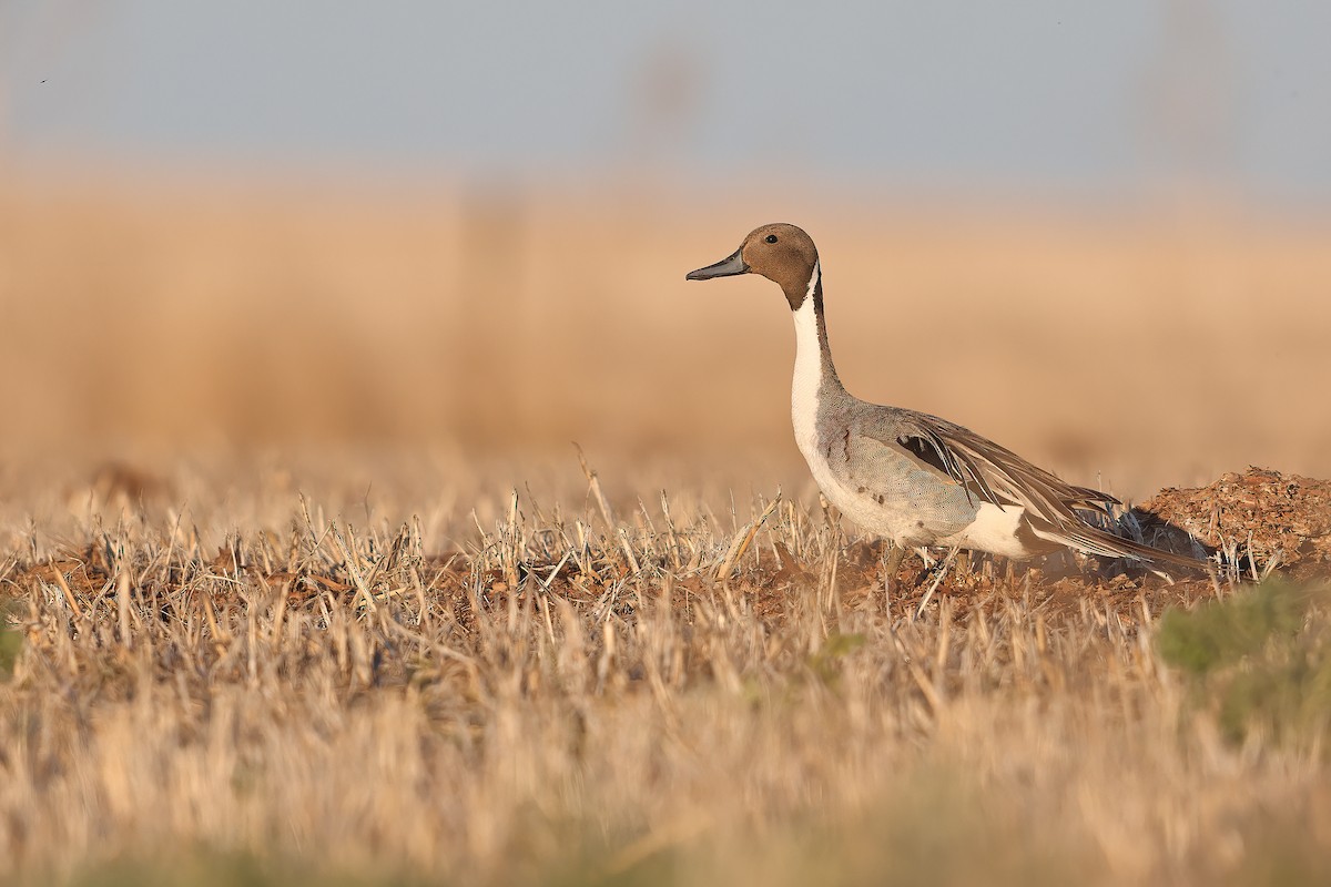 Northern Pintail - Matt Misewicz