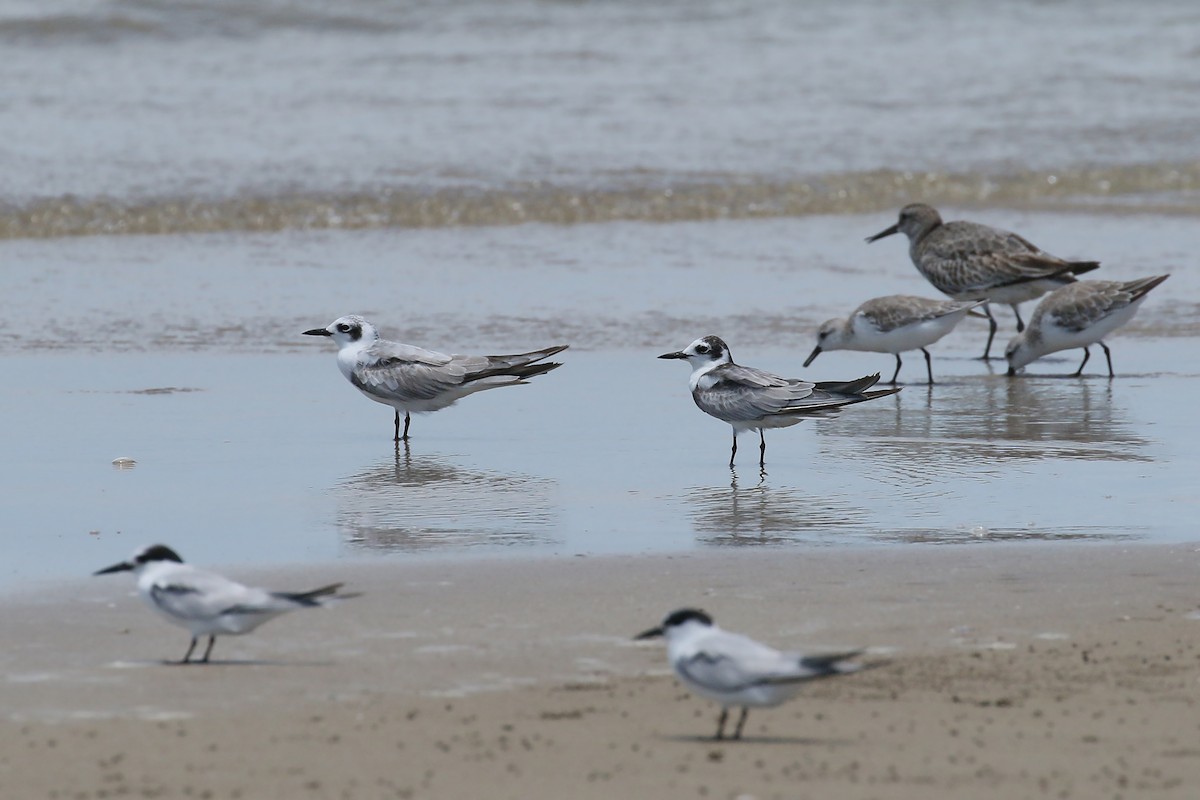 White-winged Tern - Jan Andersson