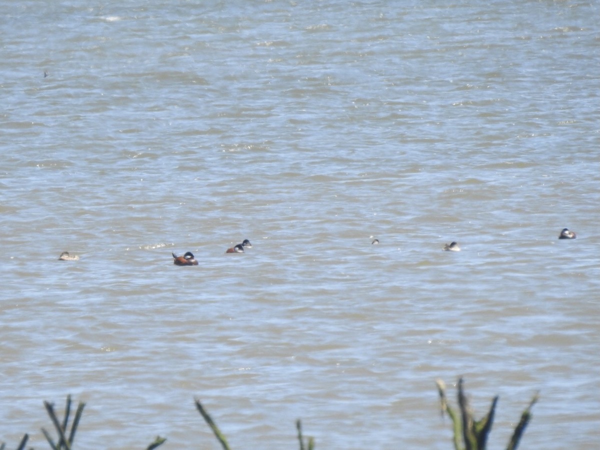 Ruddy Duck - ML344654781