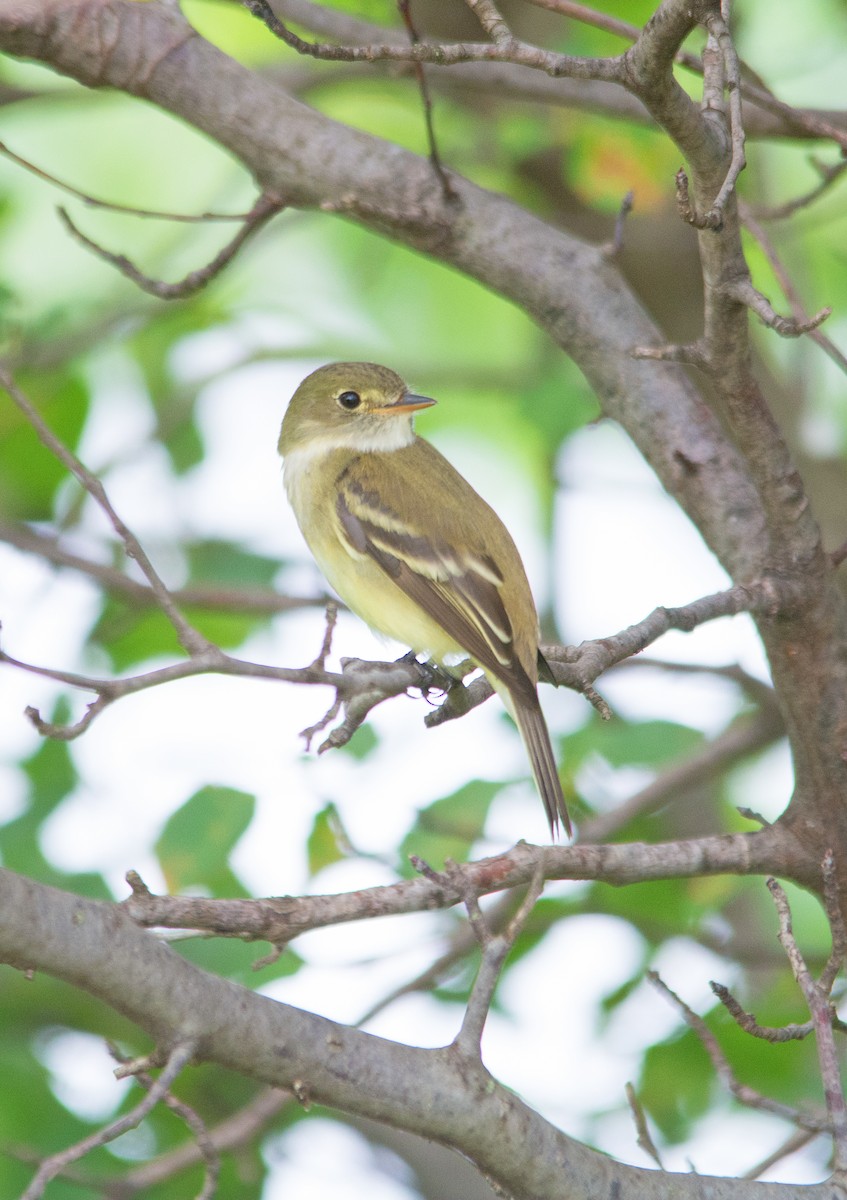 Least Flycatcher - ML344655341