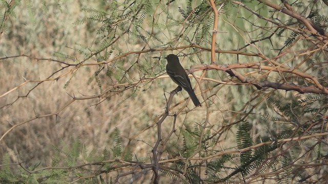 Alder Flycatcher - ML344658571