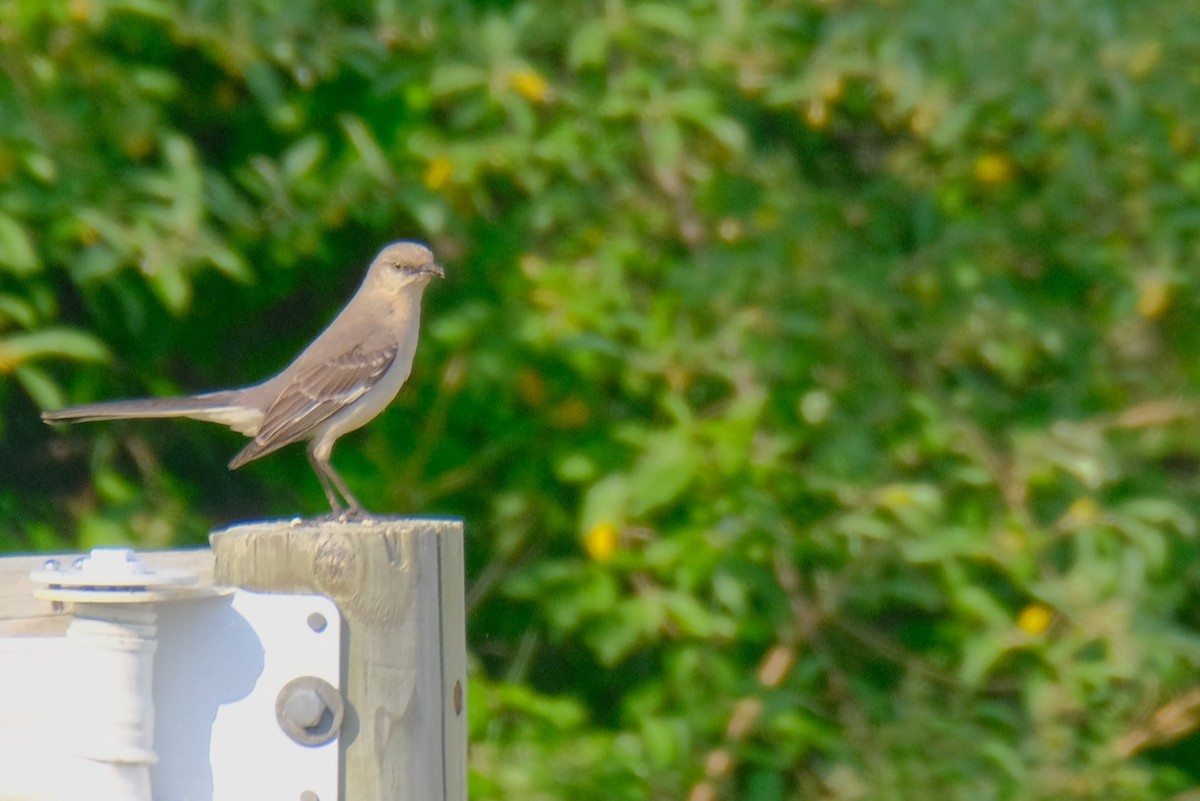 Northern Mockingbird - ML344658711