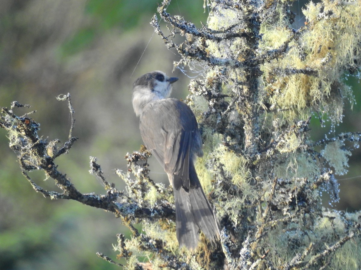 Canada Jay - Diane LeBlanc