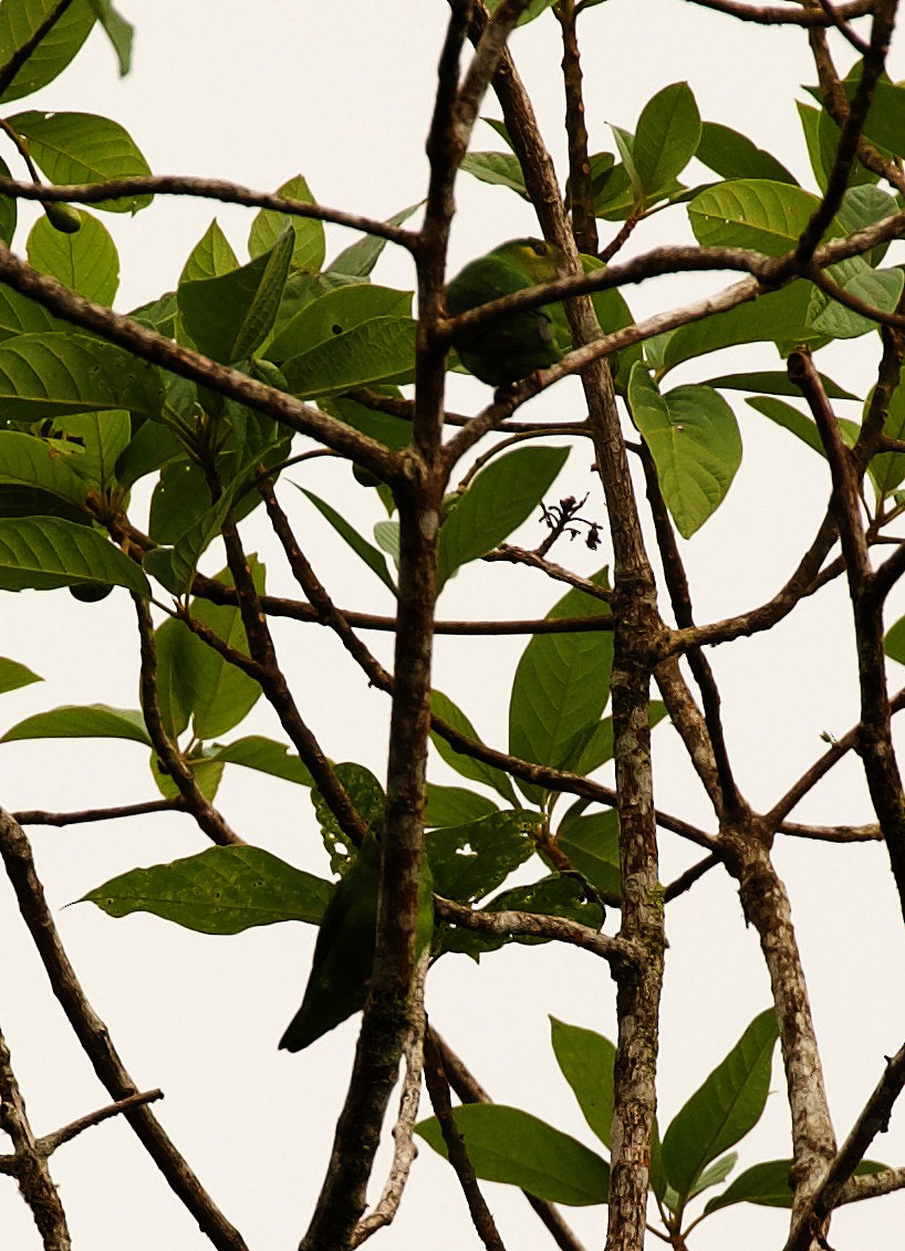 Tepui Parrotlet - ML344659721