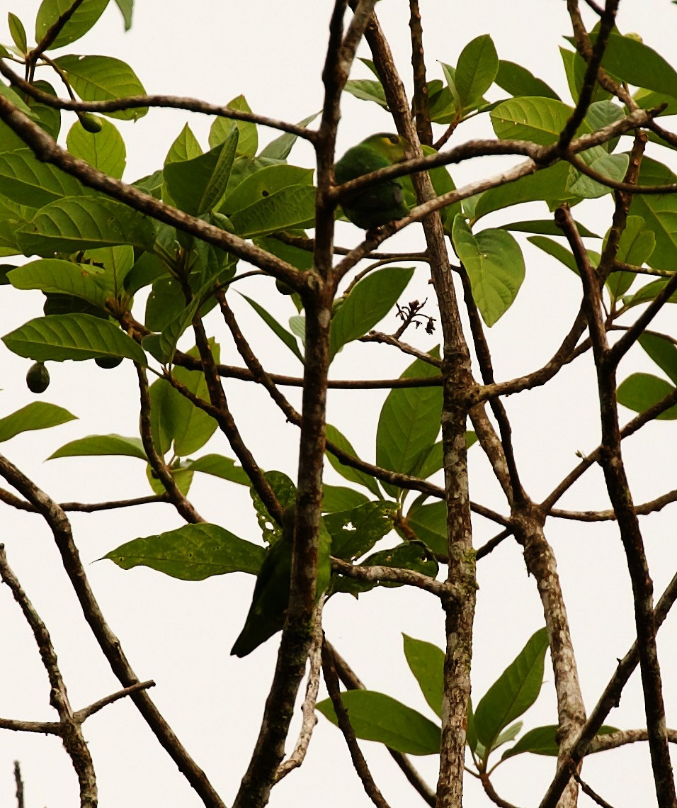 Tepui Parrotlet - ML344659731