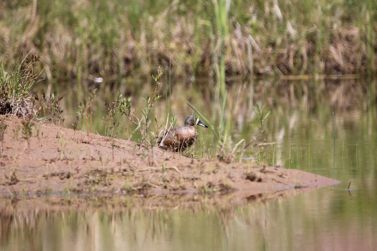 Blue-winged Teal - Trent Massey
