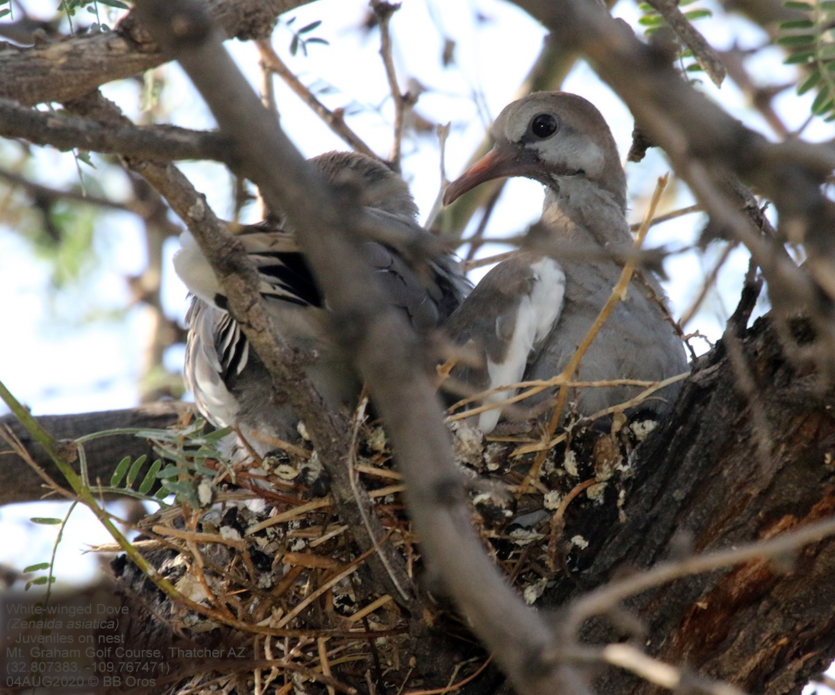 White-winged Dove - ML344661101