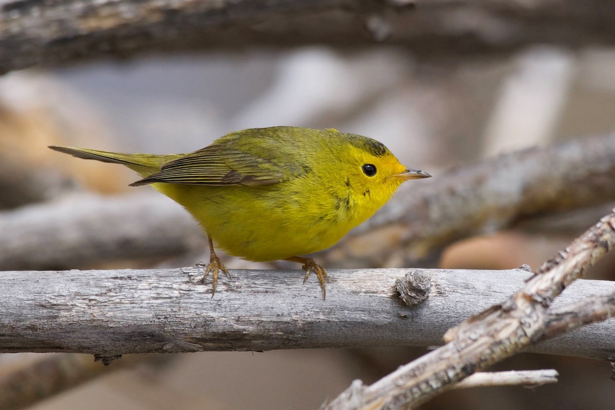 Wilson's Warbler - ML344661361