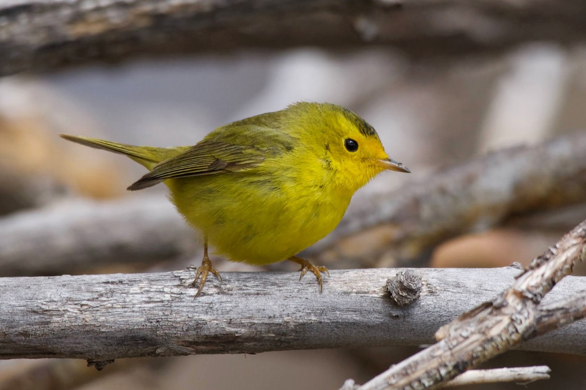 Wilson's Warbler - ML344661401