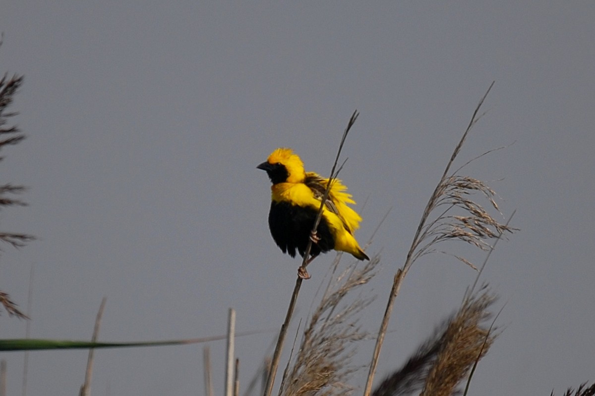 Yellow-crowned Bishop - ML34466171