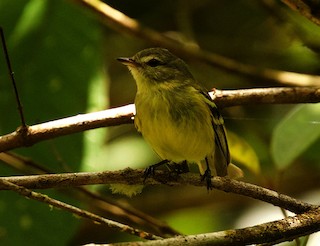 Urich's Tyrannulet