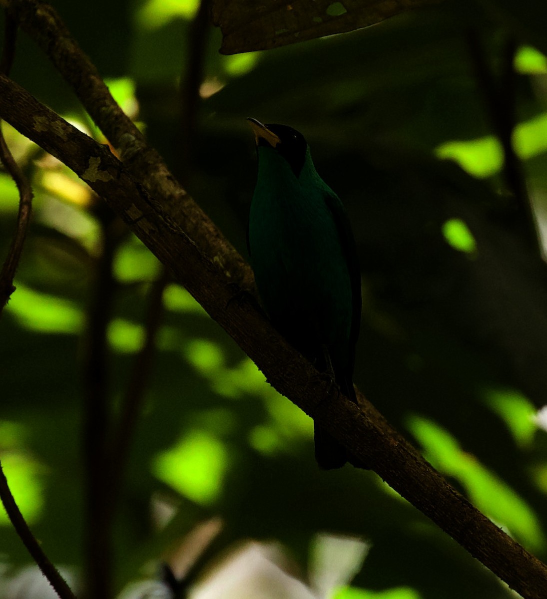 Green Honeycreeper - ML344662671