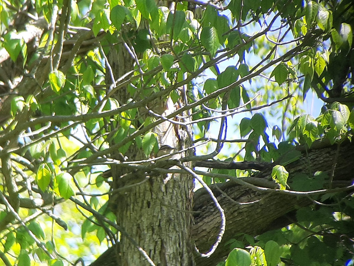 Carolina Wren - ML344662891