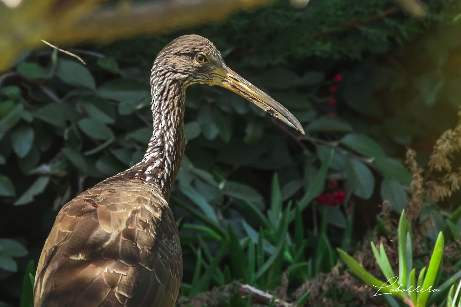 Limpkin - Gonzalo Labarrera