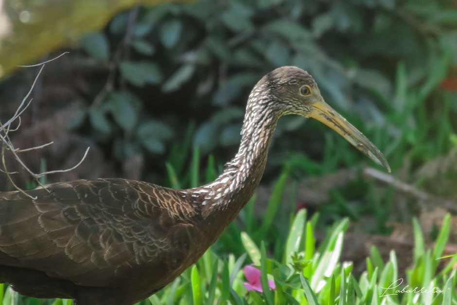 Limpkin - Gonzalo Labarrera