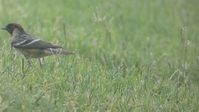 Bay-breasted Warbler - ML344665081