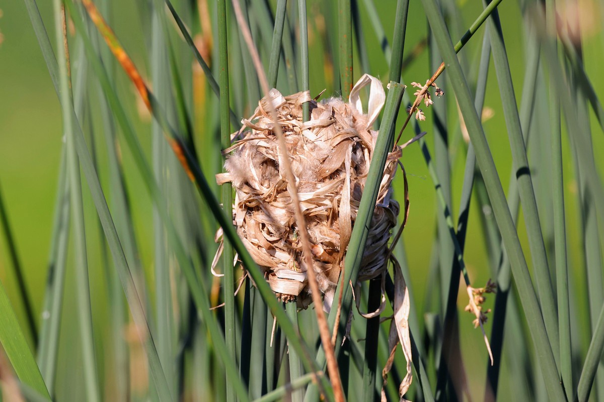 Marsh Wren - ML344666221