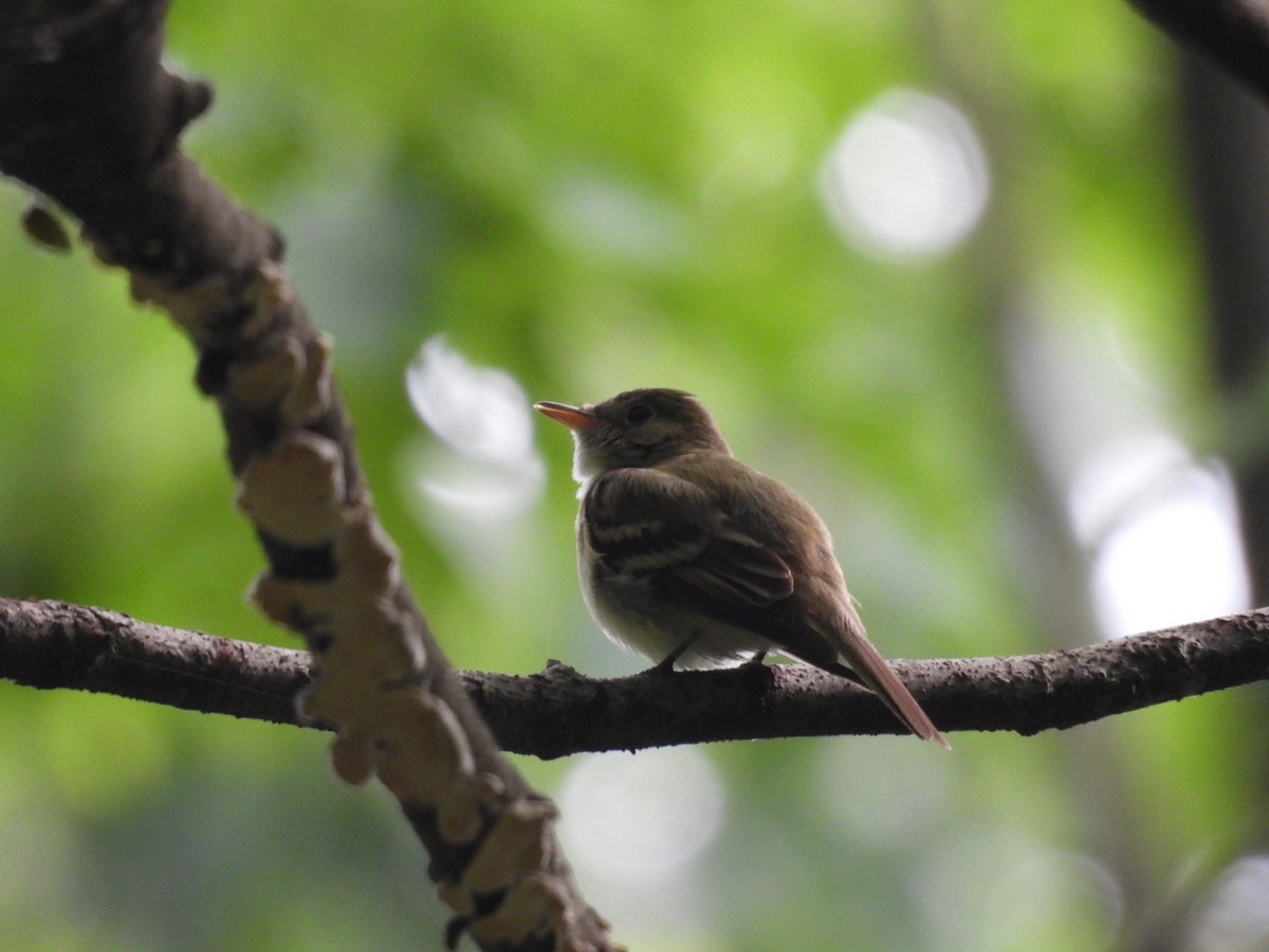 Acadian Flycatcher - ML344666431