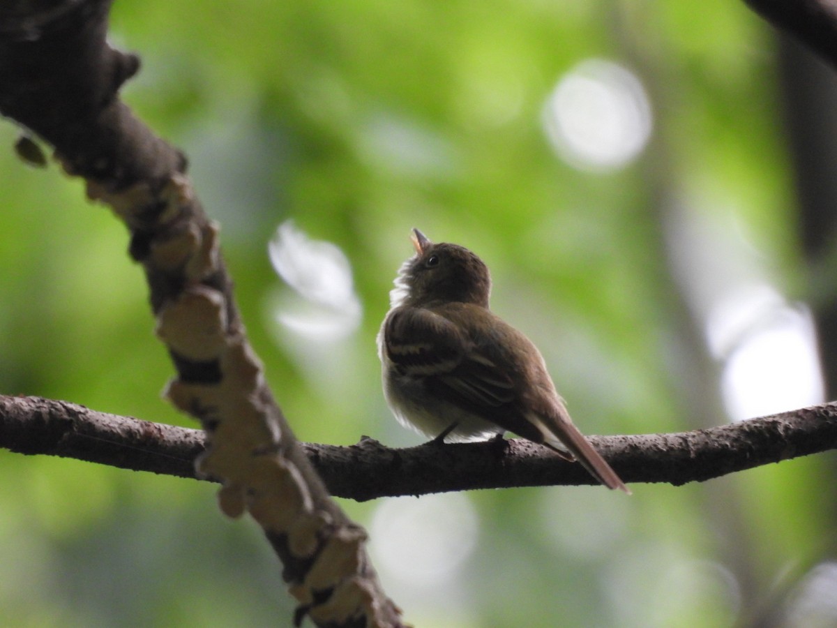 Acadian Flycatcher - ML344666441