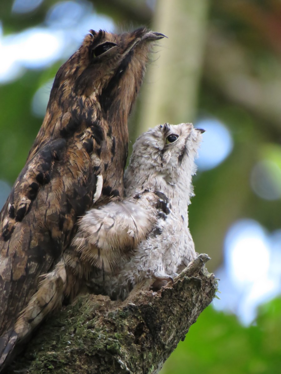 Common Potoo - Edison🦉 Ocaña