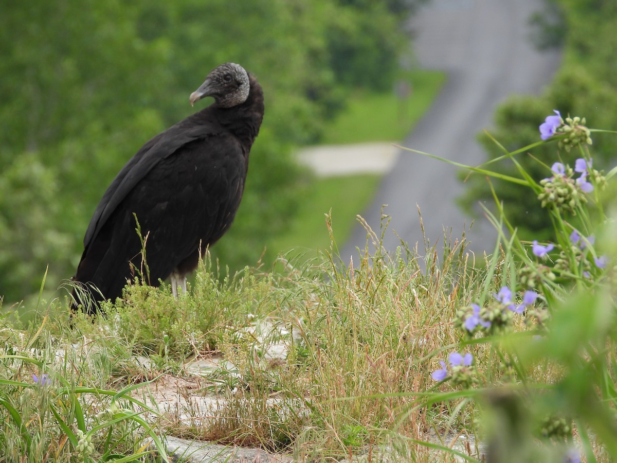 Black Vulture - Mike Thelen