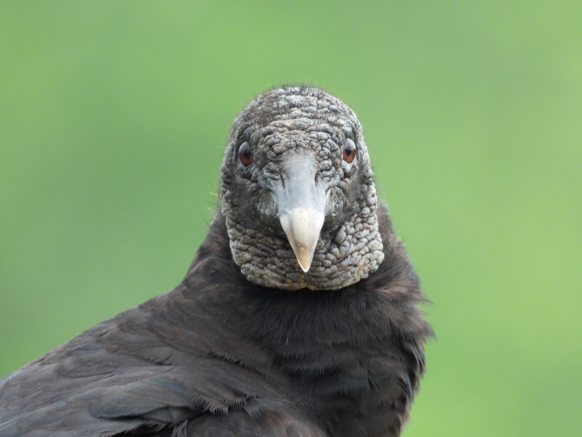 Black Vulture - Mike Thelen