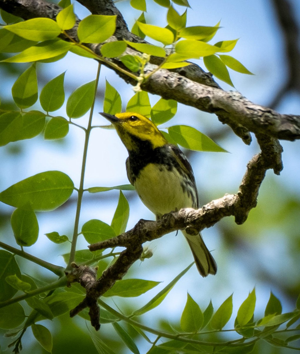 Black-throated Green Warbler - ML344668441