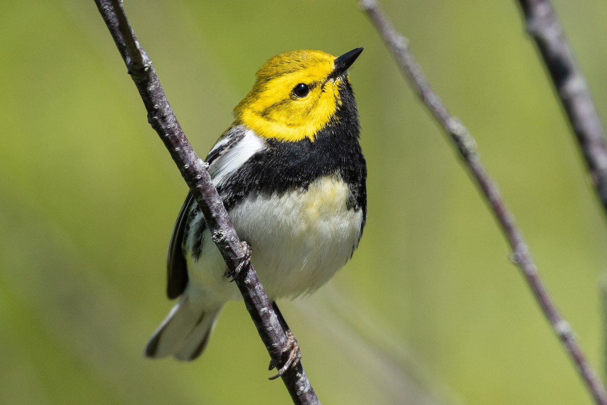 Black-throated Green Warbler - David Turgeon