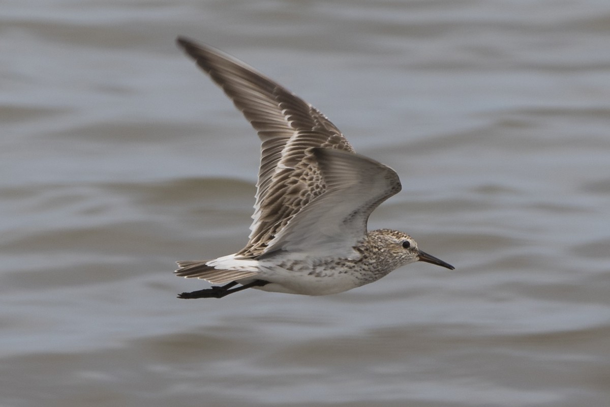 White-rumped Sandpiper - Eliot VanOtteren