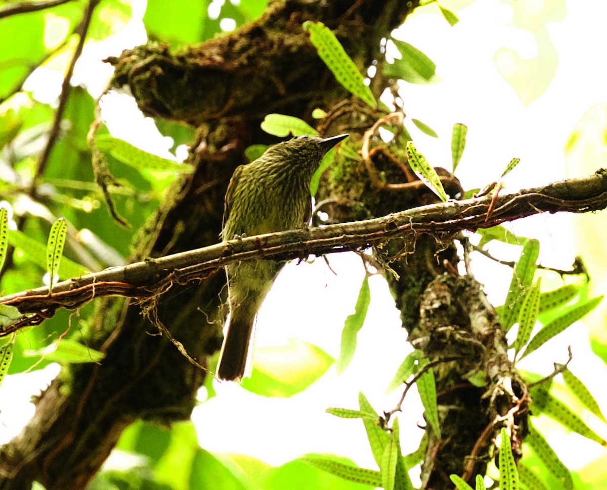 Olive-striped Flycatcher - ML344670361