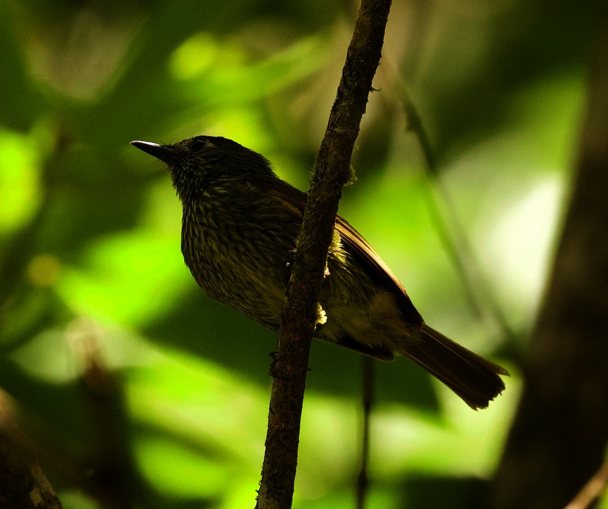 Olive-striped Flycatcher - David Ascanio