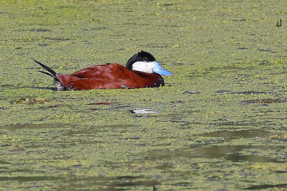 Ruddy Duck - ML344670771