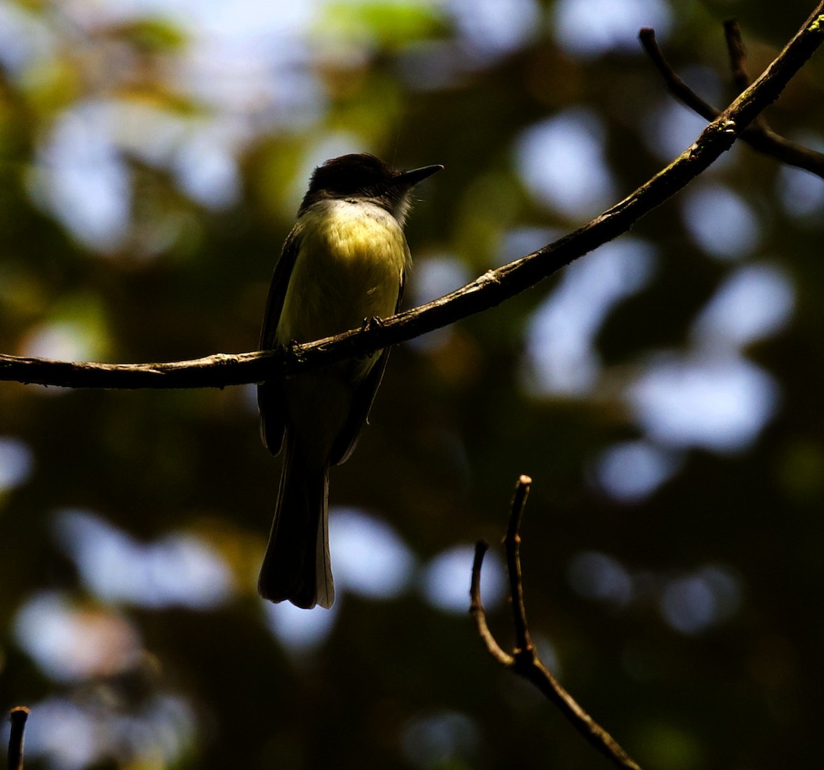 Dusky-capped Flycatcher - ML344670861