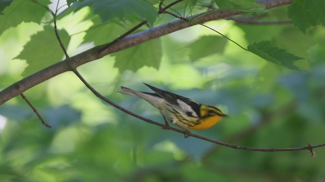 Blackburnian Warbler - ML344671021