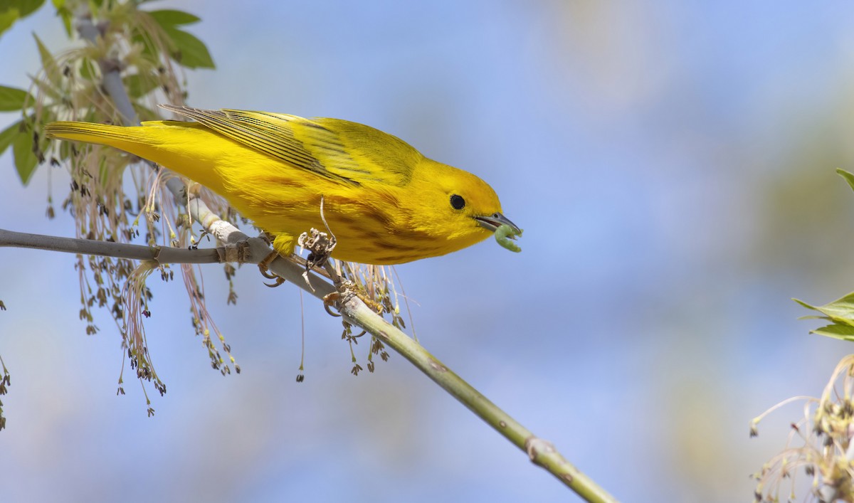 Yellow Warbler - Marky Mutchler