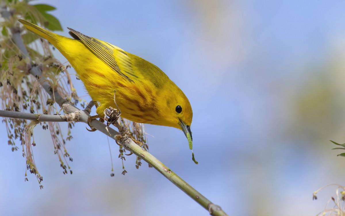 Yellow Warbler - Marky Mutchler