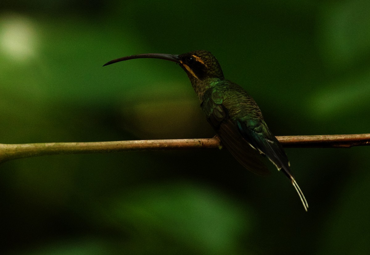 Grünschattenkolibri - ML344671741