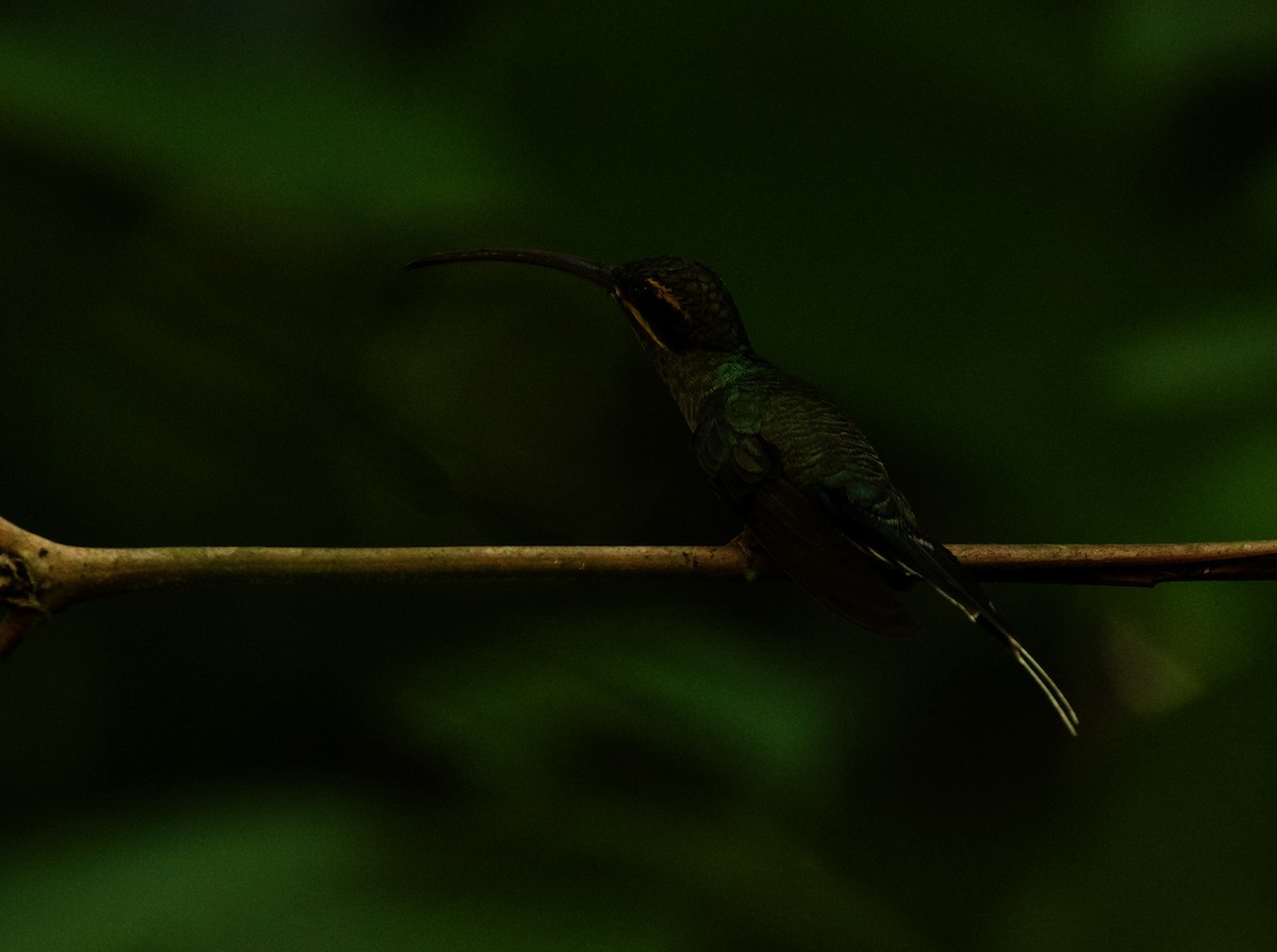 Зелёный колибри-отшельник - ML344671751