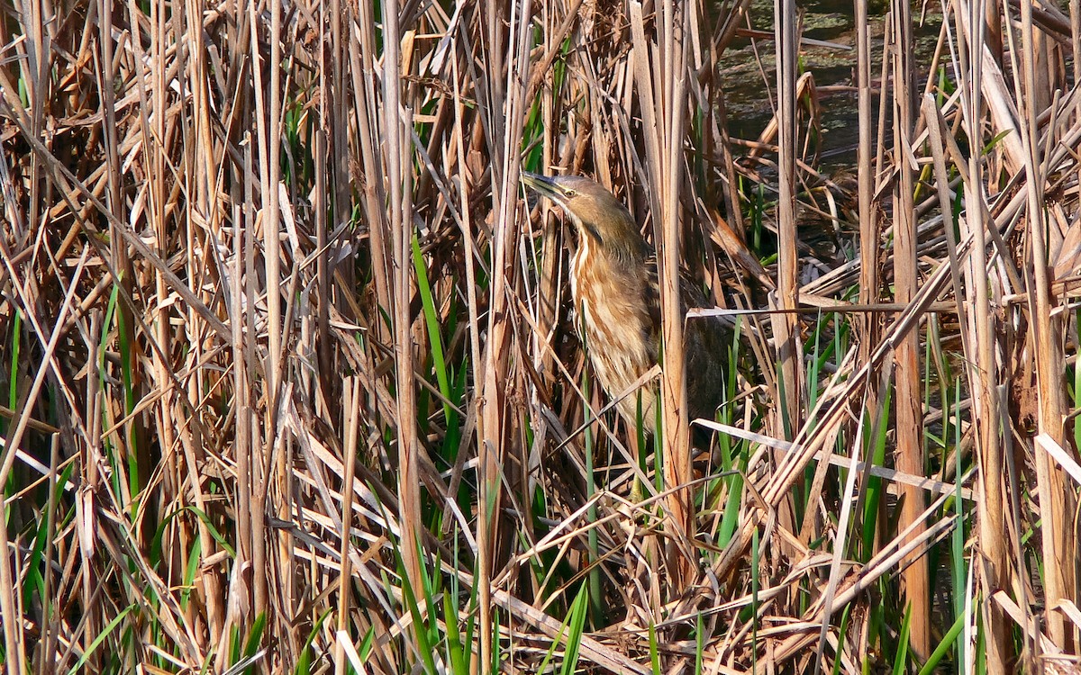 American Bittern - ML34467201